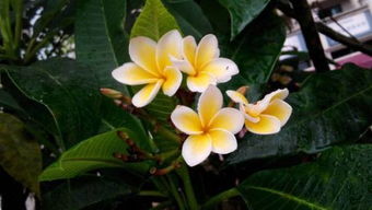 夏天有哪些花盛开？请盘点10种代表夏天的花朵