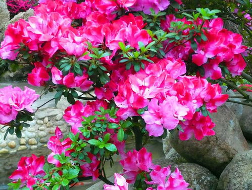 哪些花儿是沙土里的好朋友？