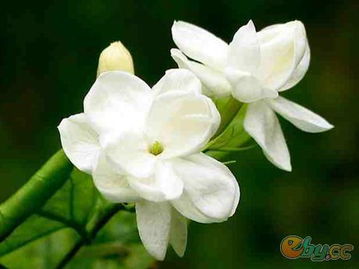 2. 走进茉莉花世界， 仿佛置身于一片花海中