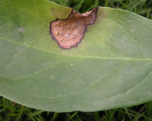 农药喷洒，要讲究方法