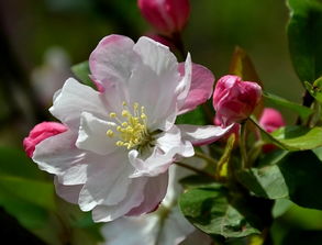 植物冠幅的含义：它究竟是什么意思？