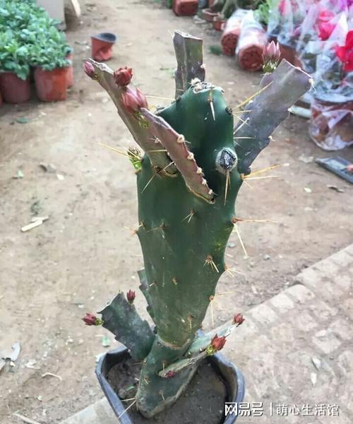 仙人掌嫁接令箭荷花，成功率几何？