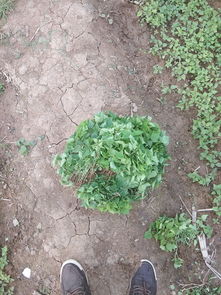 梓树苗种植， 学问可不少