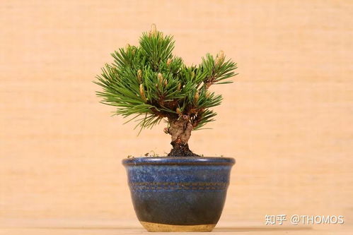 黑松针叶干枯枯萎的原因揭秘