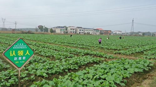 农村社区共享菜园，利用闲置土地