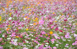 拉萨的格桑花：高原上的幸福花