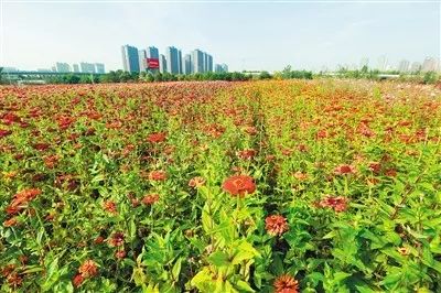 秋天的花园魔法：16种草花品种的搭配指南