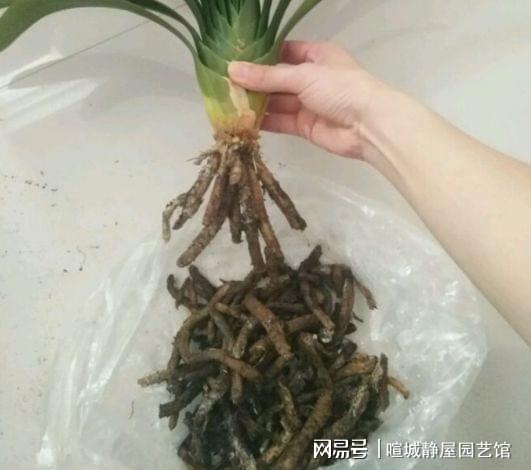 桔梗烂根如何救治？桔梗根系养护有哪些关键点需要注意