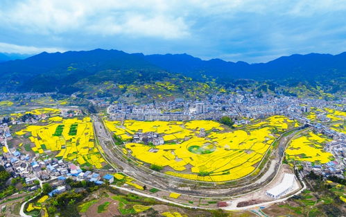 甲高镇发展油橄榄产业，助力农民增收