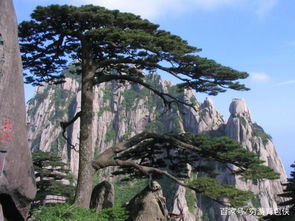 山西油松与黄山迎客松的价格大比拼