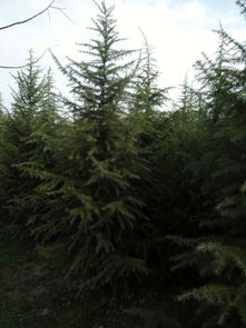 汝南， 豫南的花木之乡