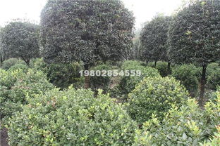 黄杨大叶与小叶：价格与选择的考量