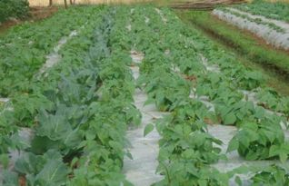 北方播种， 要等土温