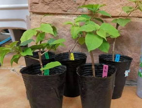 避免误区，提高成活率