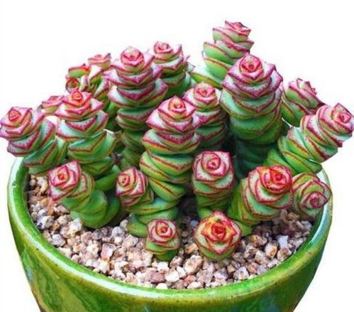 寻找四季飘香的花种，让家充满温馨气息