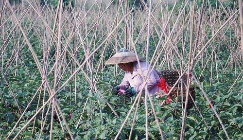 自制土农药， 绿色又高效
