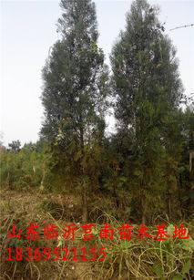 土球鉴定法：闻土球有淡淡河腥味的是河南苗