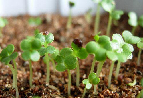 只买带发芽险的，放心种