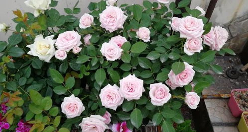 月季花的魅力：20种必买品种大盘点