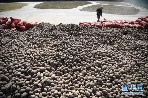 十月份种植土豆，气候适宜