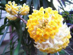 路边黄花植物的探秘之旅