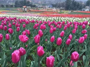 成都漫花庄园5月底赏花攻略，这些花种你见过吗