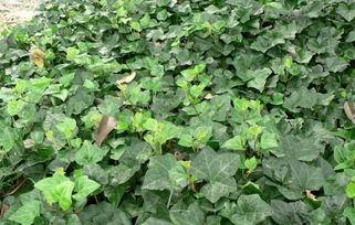 种植方法，细节决定成败