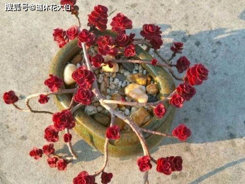 “玫瑰养护秘籍：浇水、施肥、修剪