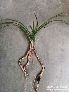 电磁阀与基质选择