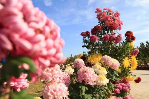 秋天：硕果累累， 美丽依旧