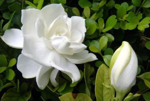 小叶栀子花，春至秋