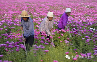 六月份适合种植的花卉
