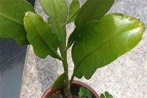 昙花叶子发黄是缺水、施肥不当、病虫害还是光照不足引起的