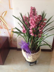 云南花卉市场的繁荣与吸引力