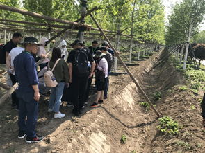 乡土树种涨价，这8种苗木蕞吃香，哪种蕞值得投资呢？