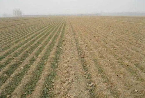 如何提高低温下的出苗率？