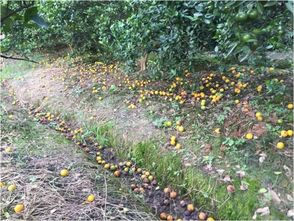 高效防治硕苞蔷薇病虫害，保障农业丰收