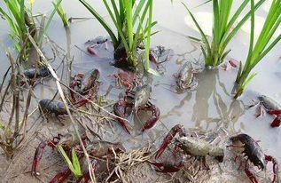 虾稻田的农药成分