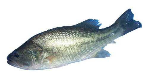 鲈鱼以小鱼、虾、昆虫等为食，偏爱富含蛋白质的食物