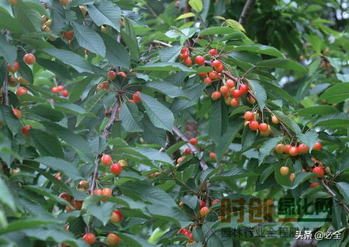 矮花的世界：各种矮小却美丽的花朵