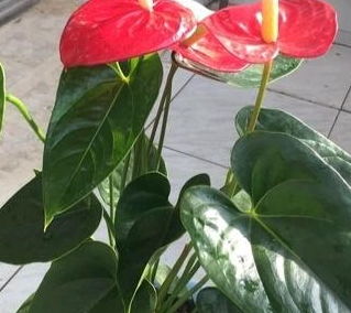 红掌养殖技巧有哪些？如何让红掌花开得更艳丽
