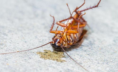 潮虫大作战：杀虫剂奇效揭秘