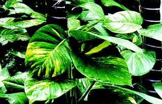 绿萝的养护，从土壤到位置