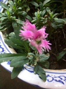 那株花草究竟是什么品种？