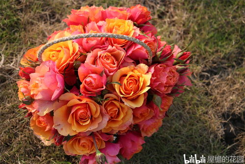 永远的艾帕索月季花， 真是个美丽的东西