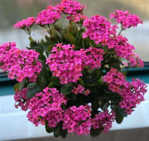 长寿花夏天怎么养？养护秘籍来了