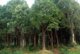 土球的形状也至关重要