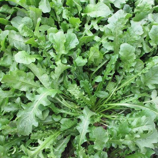 野菜大全，这些常见野菜你认识几种
