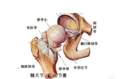 鸭脾在身体哪个部位？能否提供一张鸭脾的正常图片？