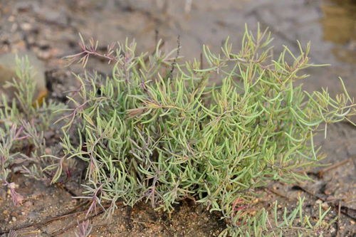 适合盐碱地种植的草种